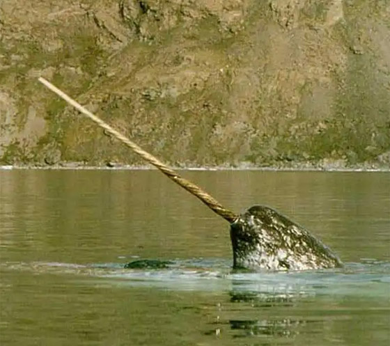 بالصور: إليكم أغرب المخلوقات التي اكتشفها الباحثون على مر التاريخ صورة رقم 7 بالصور: إليكم أغرب المخلوقات التي اكتشفها الباحثون على مر التاريخ صورة رقم 7