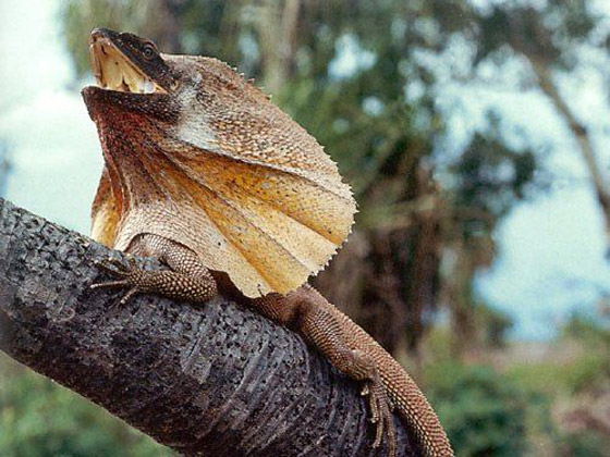 الأسماك الناطقة.. وأغرب المخلوقات على مر التاريخ صورة رقم 1