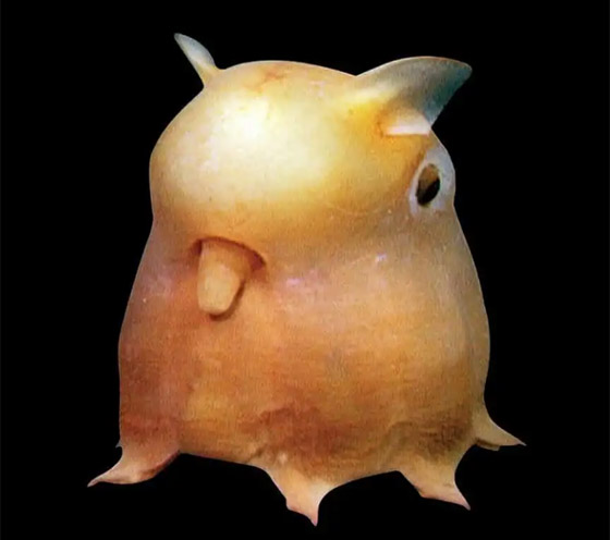 الأسماك الناطقة.. وأغرب المخلوقات على مر التاريخ صورة رقم 2