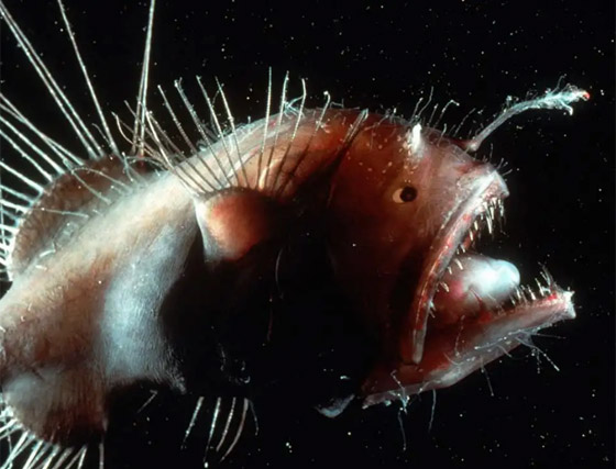 الأسماك الناطقة.. وأغرب المخلوقات على مر التاريخ صورة رقم 7