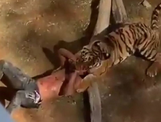 هجوم نمر على سوداني في حديقة حيوان والضحية يروي تفاصيل الحادثة! صورة رقم 4 هجوم نمر على سوداني في حديقة حيوان والضحية يروي تفاصيل الحادثة! صورة رقم 4