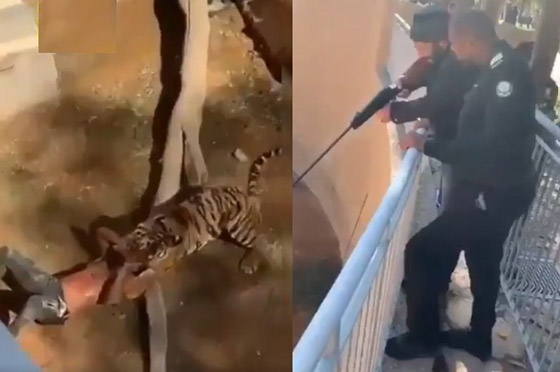هجوم نمر على سوداني في حديقة حيوان والضحية يروي تفاصيل الحادثة! صورة رقم 1 هجوم نمر على سوداني في حديقة حيوان والضحية يروي تفاصيل الحادثة! صورة رقم 1