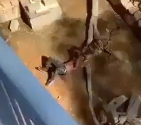 هجوم نمر على سوداني في حديقة حيوان والضحية يروي تفاصيل الحادثة! صورة رقم 3 هجوم نمر على سوداني في حديقة حيوان والضحية يروي تفاصيل الحادثة! صورة رقم 3