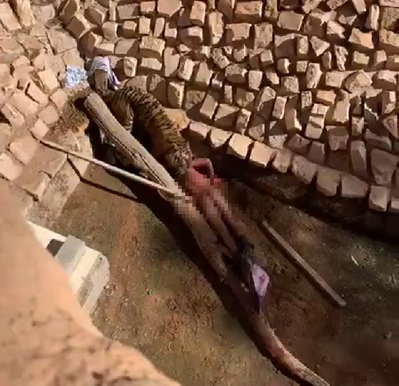 هجوم نمر على سوداني في حديقة حيوان والضحية يروي تفاصيل الحادثة! صورة رقم 2 هجوم نمر على سوداني في حديقة حيوان والضحية يروي تفاصيل الحادثة! صورة رقم 2