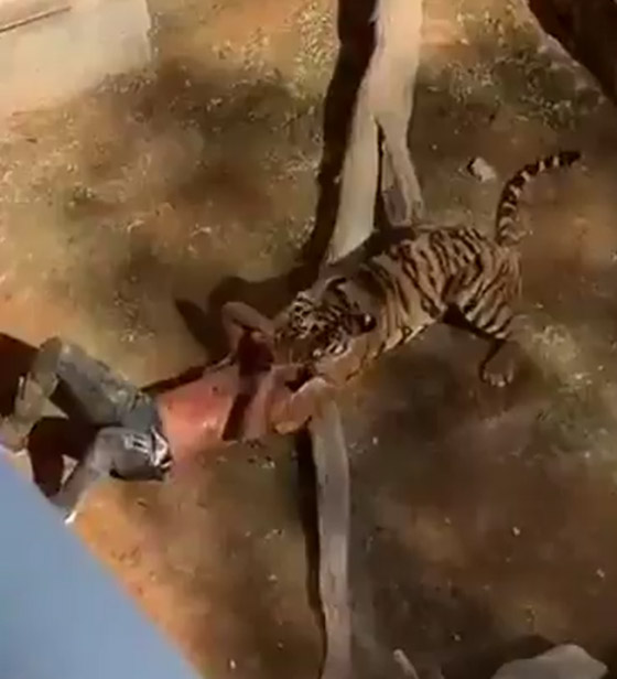 هجوم نمر على سوداني في حديقة حيوان والضحية يروي تفاصيل الحادثة! صورة رقم 6 هجوم نمر على سوداني في حديقة حيوان والضحية يروي تفاصيل الحادثة! صورة رقم 6