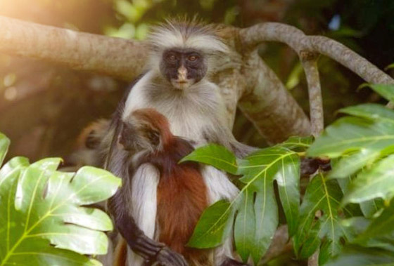 صور لحيوانات لن نراها مجدداً بعد انقراضها صورة رقم 1