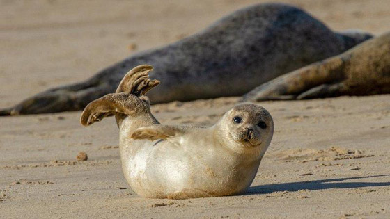 صور لحيوانات لن نراها مجدداً بعد انقراضها صورة رقم 3