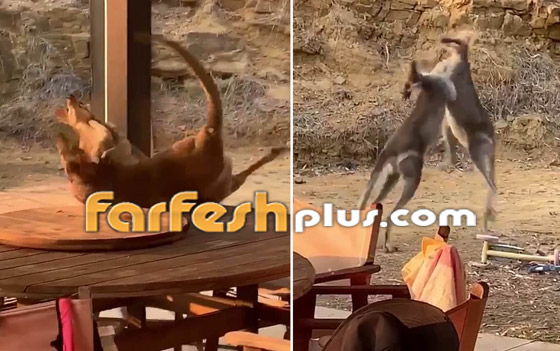 بالفيديو.. معركة ملاكمة ساخنة بين كنغرين في أستراليا! صورة رقم 4
