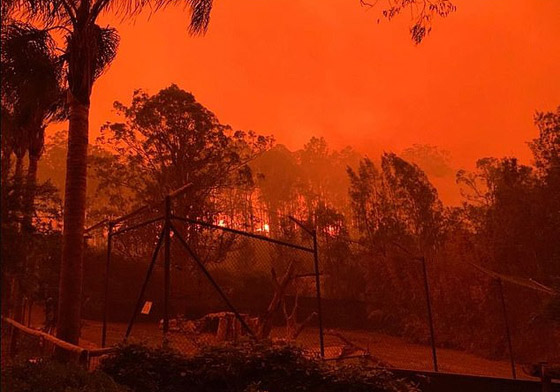 عاملون بحديقة أسترالية يفتحون منازلهم لإيواء الحيوانات صورة رقم 14