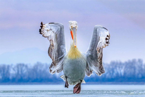 أفضل الصور الفوتوغرافية الرائعة والمذهلة في العالم لعام 2019 صورة رقم 11
