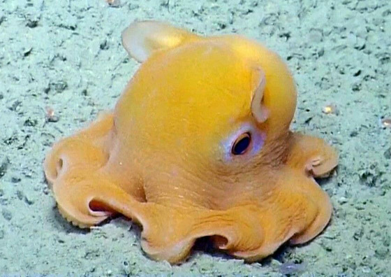 بالصور: تعرفوا إلى أغرب 10 حيوانات تعيش على كوكب الأرض صورة رقم 1 بالصور: تعرفوا إلى أغرب 10 حيوانات تعيش على كوكب الأرض صورة رقم 1