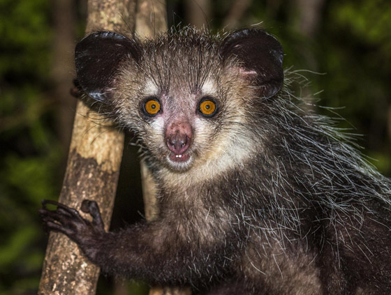 بالصور: تعرفوا إلى أغرب 10 حيوانات تعيش على كوكب الأرض صورة رقم 3 بالصور: تعرفوا إلى أغرب 10 حيوانات تعيش على كوكب الأرض صورة رقم 3