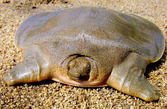 بالصور: تعرفوا إلى أغرب 10 حيوانات تعيش على كوكب الأرض صورة رقم 4 بالصور: تعرفوا إلى أغرب 10 حيوانات تعيش على كوكب الأرض صورة رقم 4