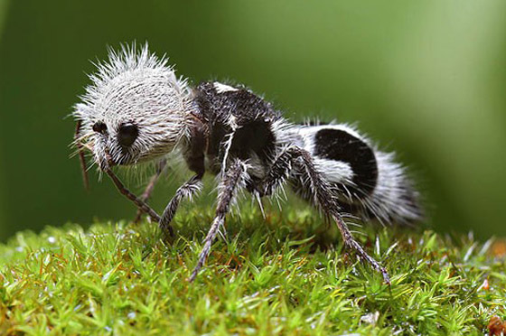 بالصور: تعرفوا إلى أغرب 10 حيوانات تعيش على كوكب الأرض صورة رقم 5 بالصور: تعرفوا إلى أغرب 10 حيوانات تعيش على كوكب الأرض صورة رقم 5