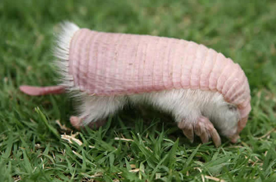 بالصور: تعرفوا إلى أغرب 10 حيوانات تعيش على كوكب الأرض صورة رقم 6 بالصور: تعرفوا إلى أغرب 10 حيوانات تعيش على كوكب الأرض صورة رقم 6