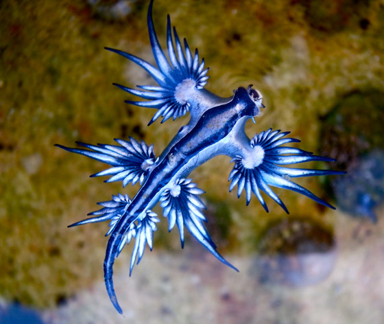 بالصور: تعرفوا إلى أغرب 10 حيوانات تعيش على كوكب الأرض صورة رقم 7 بالصور: تعرفوا إلى أغرب 10 حيوانات تعيش على كوكب الأرض صورة رقم 7