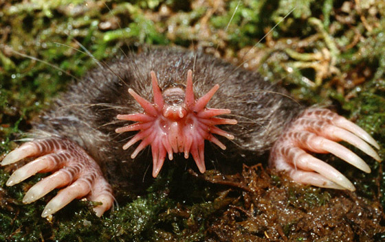 بالصور: تعرفوا إلى أغرب 10 حيوانات تعيش على كوكب الأرض صورة رقم 9 بالصور: تعرفوا إلى أغرب 10 حيوانات تعيش على كوكب الأرض صورة رقم 9