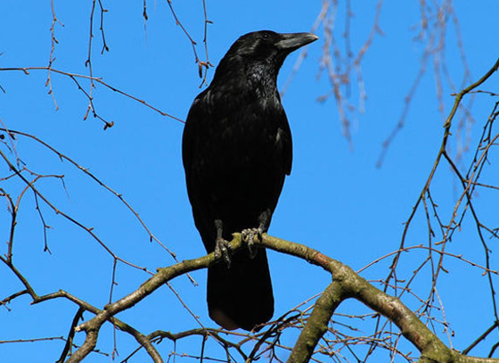 لماذا يُصنف الغراب أذكى الطيور في العالم؟ فما هي مزاياه؟ صورة رقم 6