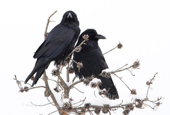 لماذا يُصنف الغراب أذكى الطيور في العالم؟ فما هي مزاياه؟ صورة رقم 11