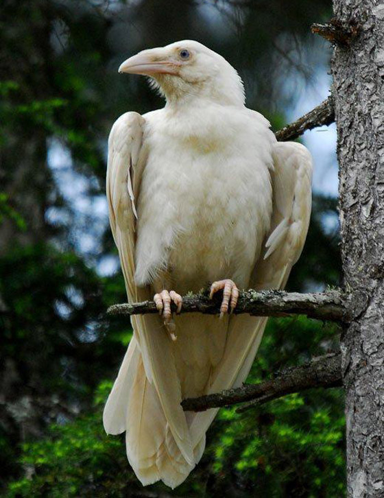 لماذا يُصنف الغراب أذكى الطيور في العالم؟ فما هي مزاياه؟ صورة رقم 5