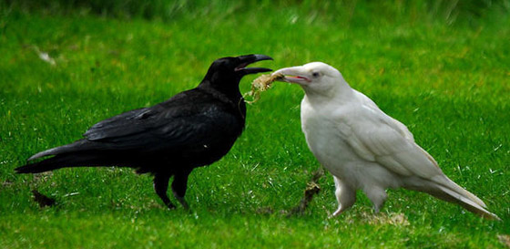 لماذا يُصنف الغراب أذكى الطيور في العالم؟ فما هي مزاياه؟ صورة رقم 2