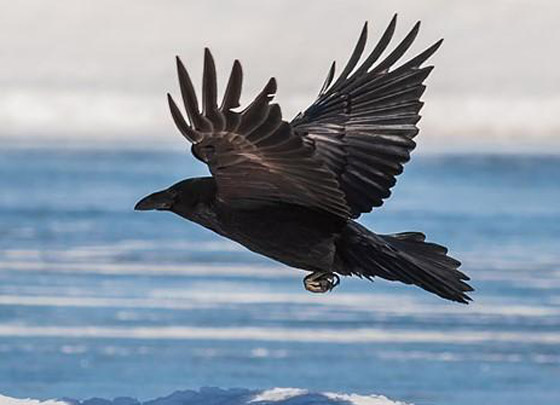 لماذا يُصنف الغراب أذكى الطيور في العالم؟ فما هي مزاياه؟ صورة رقم 10