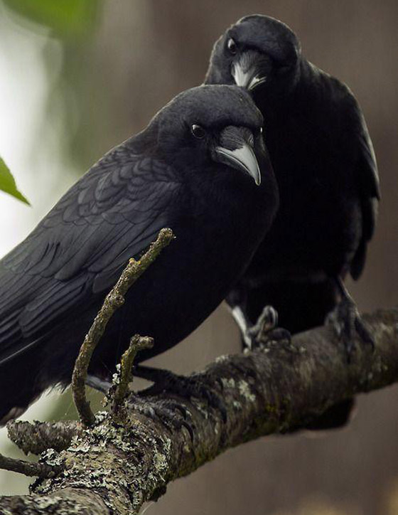 لماذا يُصنف الغراب أذكى الطيور في العالم؟ فما هي مزاياه؟ صورة رقم 12