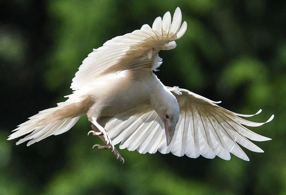 لماذا يُصنف الغراب أذكى الطيور في العالم؟ فما هي مزاياه؟ صورة رقم 13