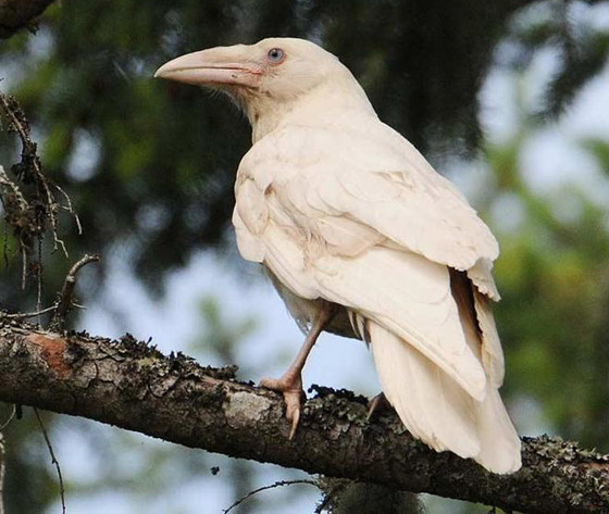 لماذا يُصنف الغراب أذكى الطيور في العالم؟ فما هي مزاياه؟ صورة رقم 8