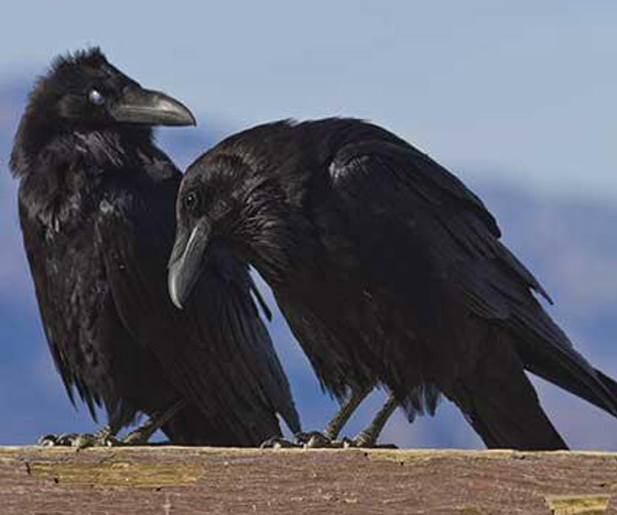 لماذا يُصنف الغراب أذكى الطيور في العالم؟ فما هي مزاياه؟ صورة رقم 7