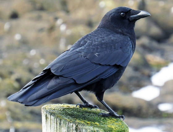 لماذا يُصنف الغراب أذكى الطيور في العالم؟ فما هي مزاياه؟ صورة رقم 3