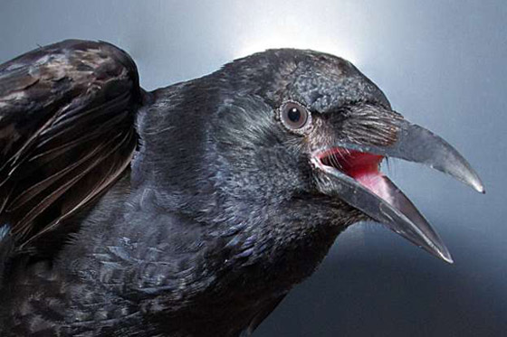 لماذا يُصنف الغراب أذكى الطيور في العالم؟ فما هي مزاياه؟ صورة رقم 15