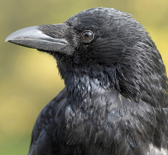 لماذا يُصنف الغراب أذكى الطيور في العالم؟ فما هي مزاياه؟ صورة رقم 16