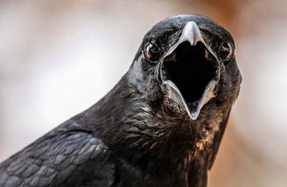 لماذا يُصنف الغراب أذكى الطيور في العالم؟ فما هي مزاياه؟ صورة رقم 17