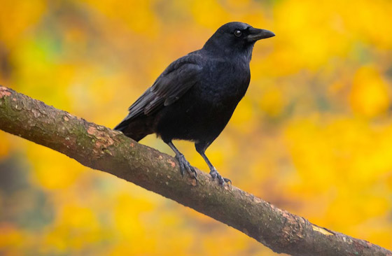 لماذا يُصنف الغراب أذكى الطيور في العالم؟ فما هي مزاياه؟ صورة رقم 18