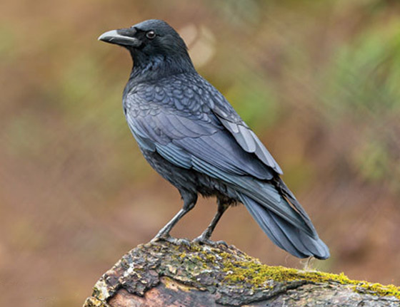 لماذا يُصنف الغراب أذكى الطيور في العالم؟ فما هي مزاياه؟ صورة رقم 1