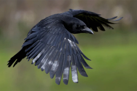 لماذا يُصنف الغراب أذكى الطيور في العالم؟ فما هي مزاياه؟ صورة رقم 9