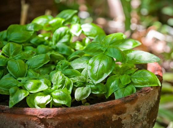 تعرفوا إلى 14 وصفة منزلية لعلاج التهاب الحلق والقضاء عليه صورة رقم 11 تعرفوا إلى 14 وصفة منزلية لعلاج التهاب الحلق والقضاء عليه صورة رقم 11