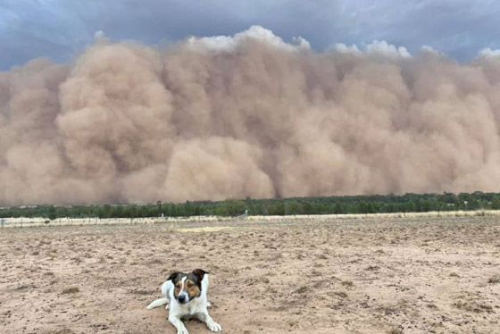 بعد الحرائق والأمطار.. عاصفة ترابية عملاقة تضرب أستراليا! صورة رقم 9