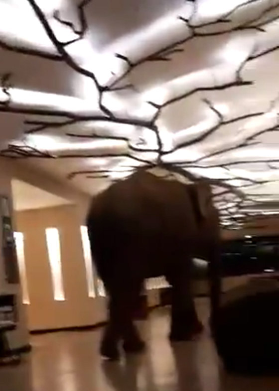 بالفيديو.. فيل ضخم داخل بهو فندق والخسائر 