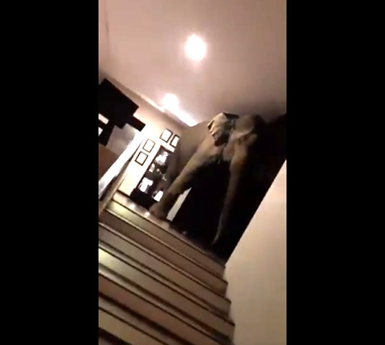 بالفيديو.. فيل ضخم داخل بهو فندق والخسائر 