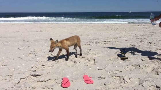 صور 10 شواطئ هي الأخطر فى العالم! احذروها! صورة رقم 3