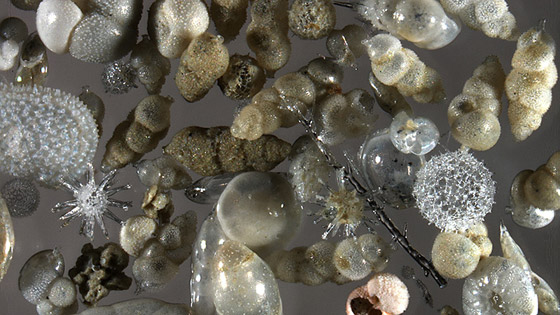 اكتشافات جديدة تثير الجدل حول كيفية انقراض الديناصورات صورة رقم 3