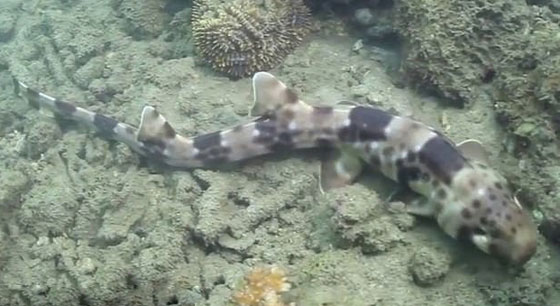 بالفيديو.. أسماك قرش تمشي! صورة رقم 1