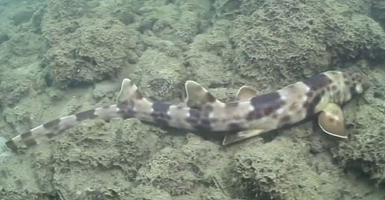 بالفيديو.. أسماك قرش تمشي! صورة رقم 2