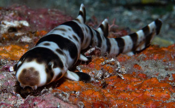 بالفيديو.. أسماك قرش تمشي! صورة رقم 3