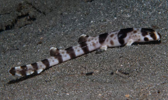 بالفيديو.. أسماك قرش تمشي! صورة رقم 4