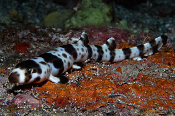 بالفيديو.. أسماك قرش تمشي! صورة رقم 5