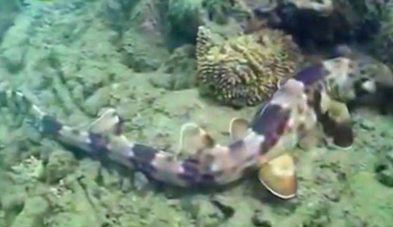 بالفيديو.. أسماك قرش تمشي! صورة رقم 6