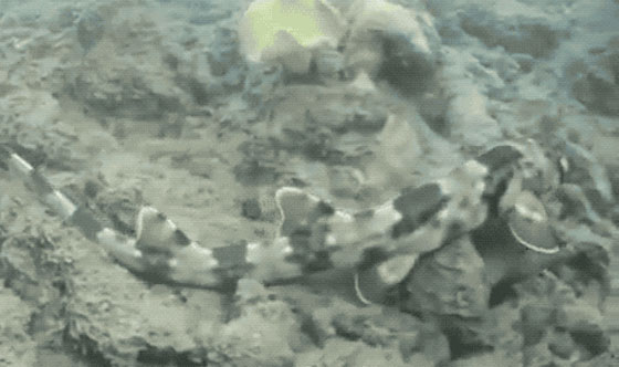 بالفيديو.. أسماك قرش تمشي! صورة رقم 8